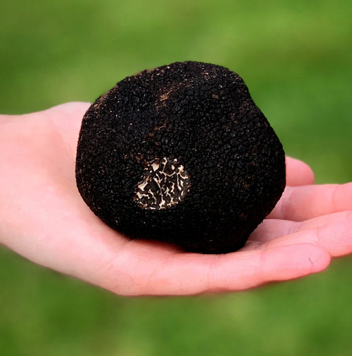 Australian Winter Black Truffle (50g)